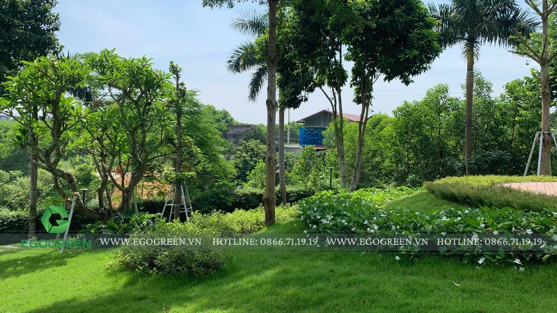 Hướng dẫn chăm sóc thảm cỏ trong sân vườn luôn xanh mướt